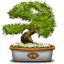 Bonsai